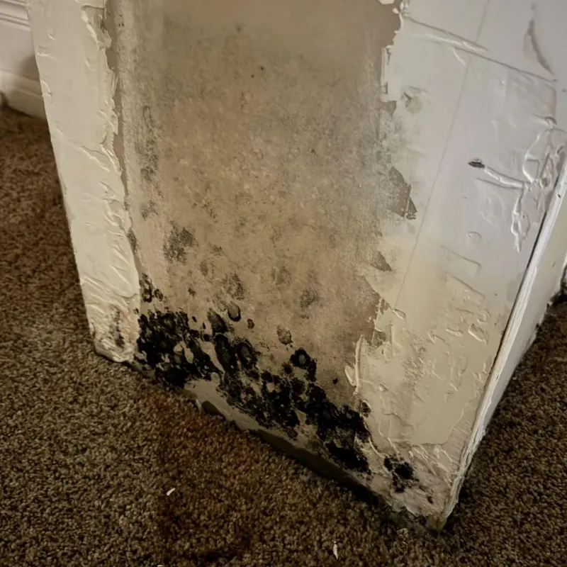 Professional Mold Removal in Ashwaubenon, WI